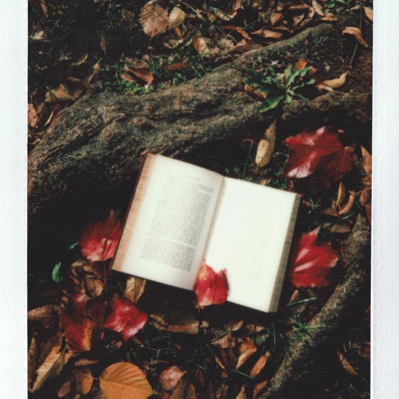 opened book on tree root