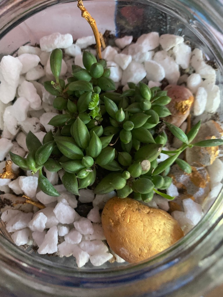 terrarium green plant 