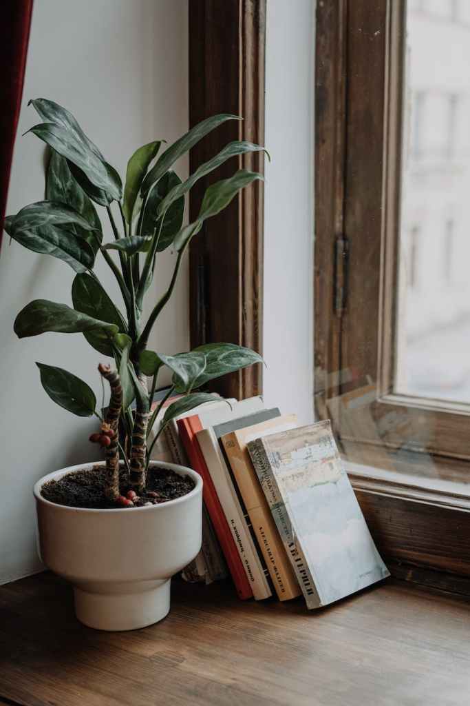 green plant on white ceramic pot; Photo by cottonbro studio on Pexels.com