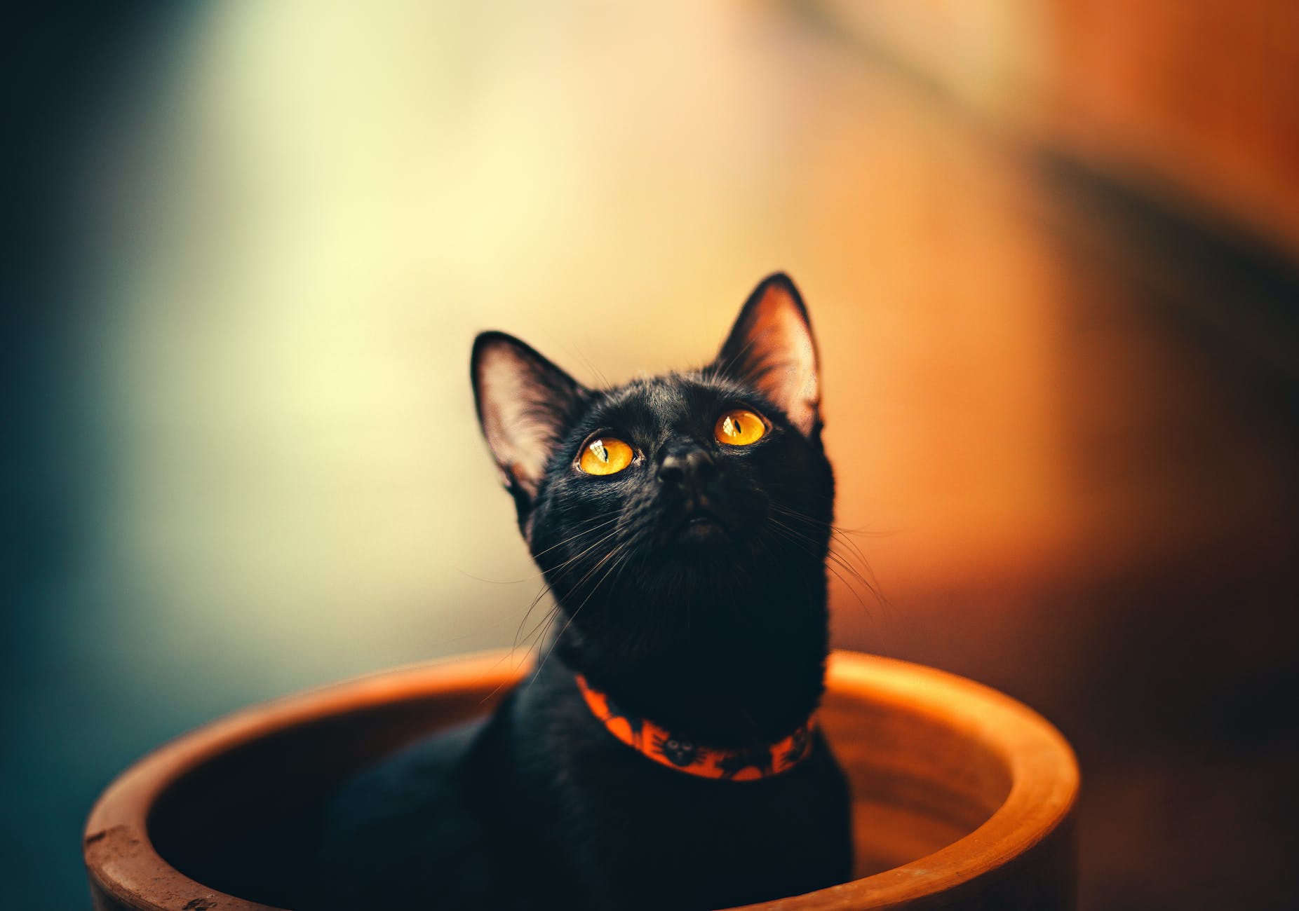 selective focus photography of bombay cat; horror; spooky cat