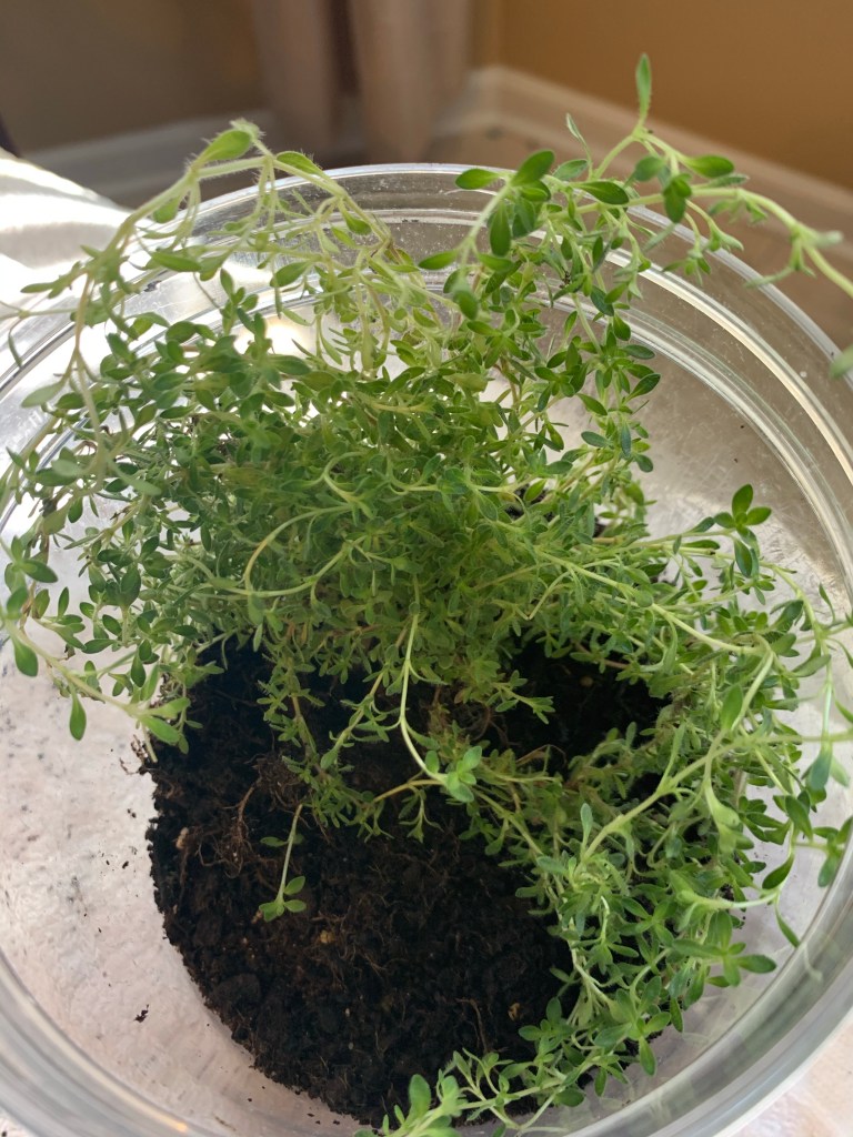 Green plant