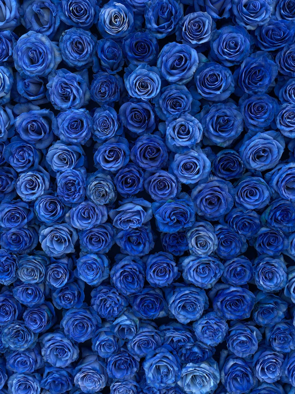 blooming blue roses