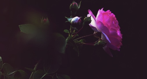 Arcelia's rose Win's Books
