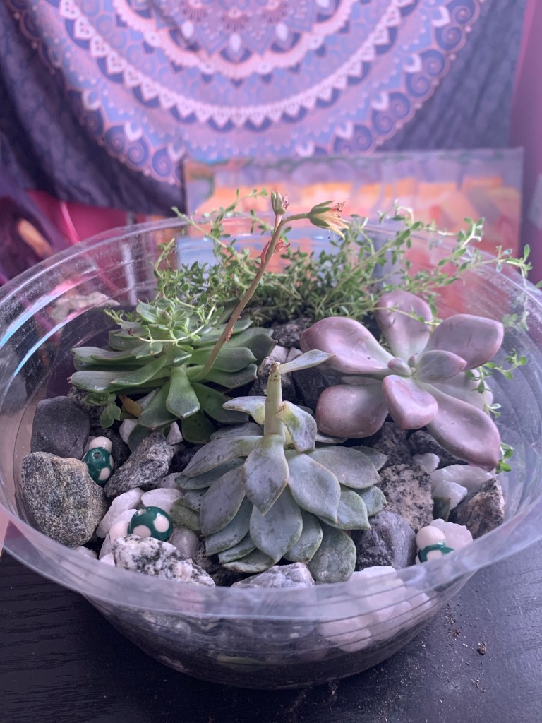 Terrarium plant blue green purple