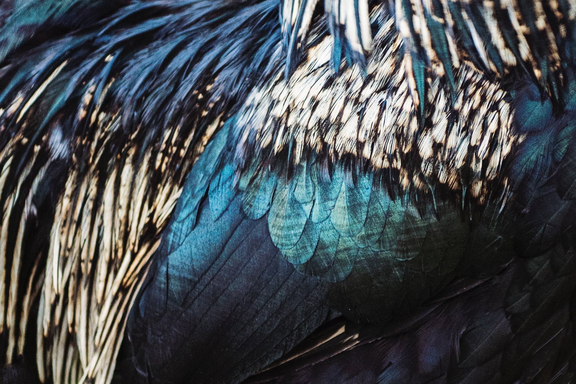 close up photo of feathers